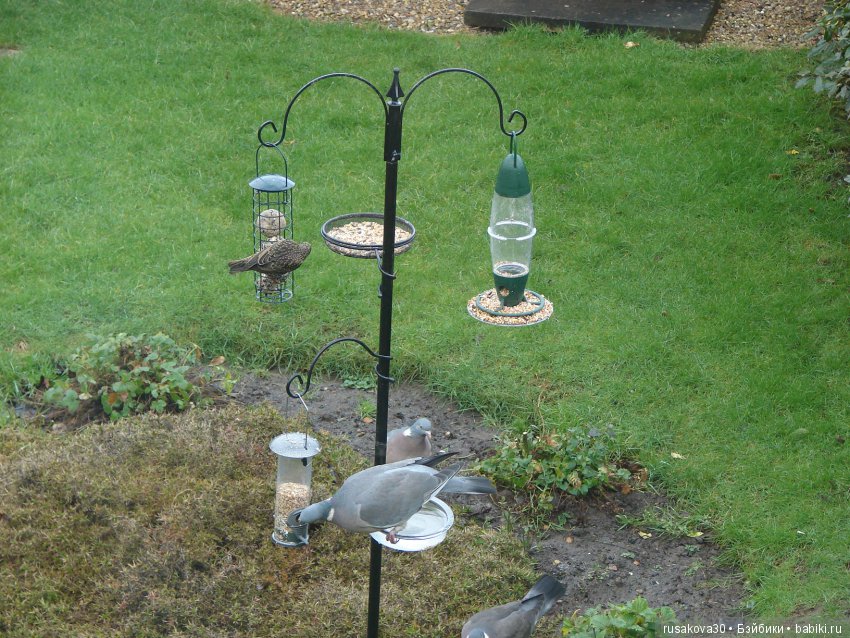 Покормите птиц зимой — Домашние фото авторских игрушек: Тедди