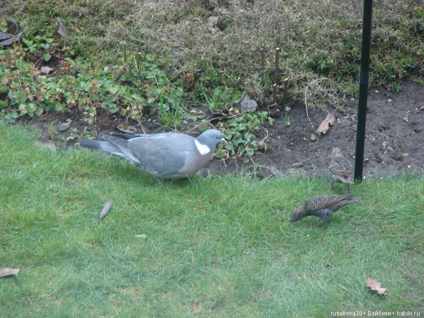 Покормите птиц зимой — Домашние фото авторских игрушек: Тедди