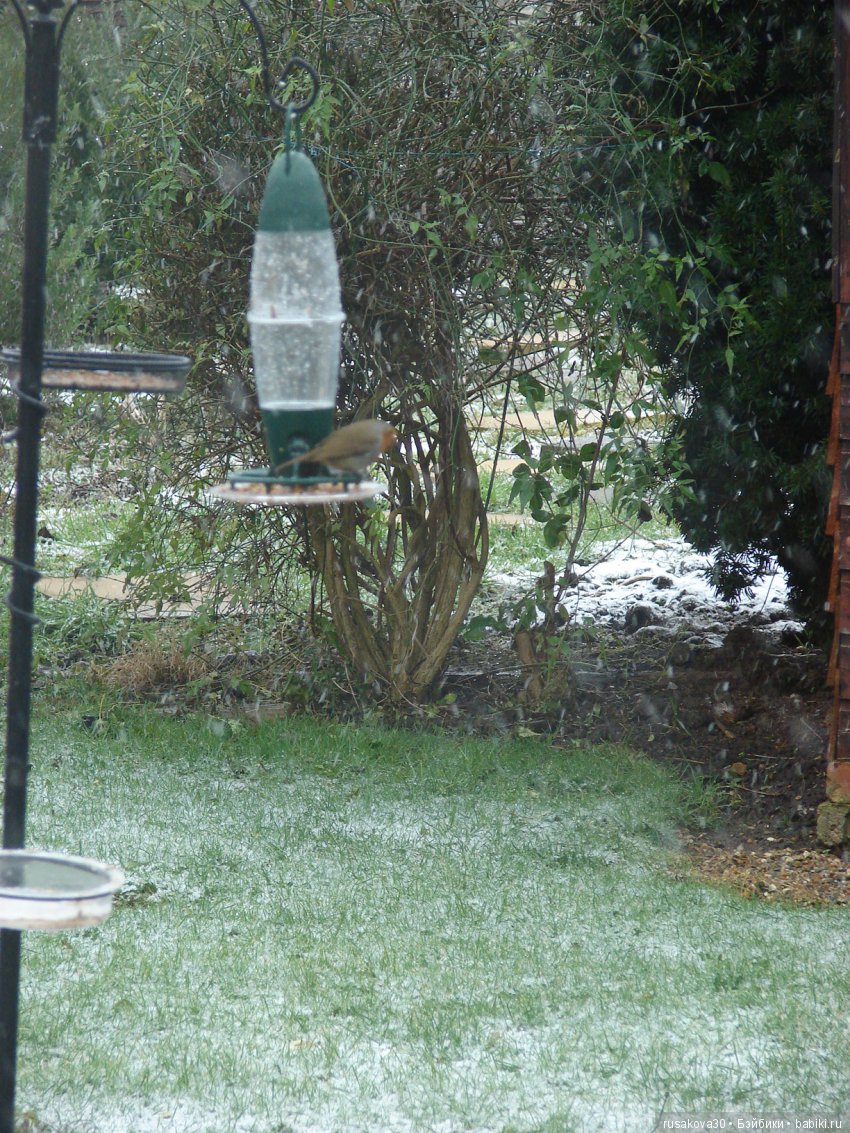 Покормите птиц зимой — Домашние фото авторских игрушек: Тедди
