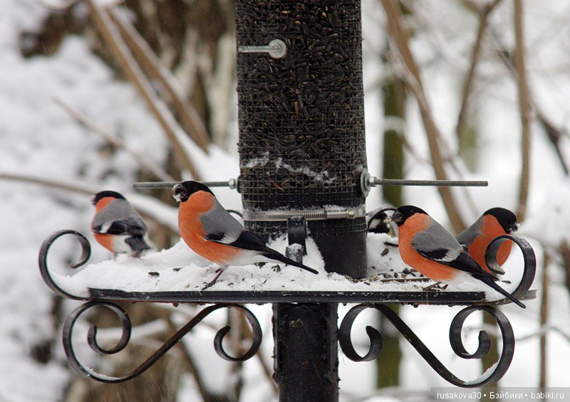 Покормите птиц зимой — Домашние фото авторских игрушек: Тедди