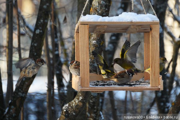 Покормите птиц зимой — Домашние фото авторских игрушек: Тедди