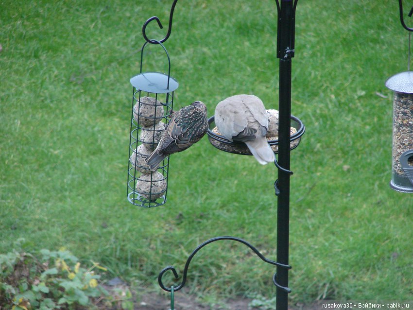Покормите птиц зимой — Домашние фото авторских игрушек: Тедди