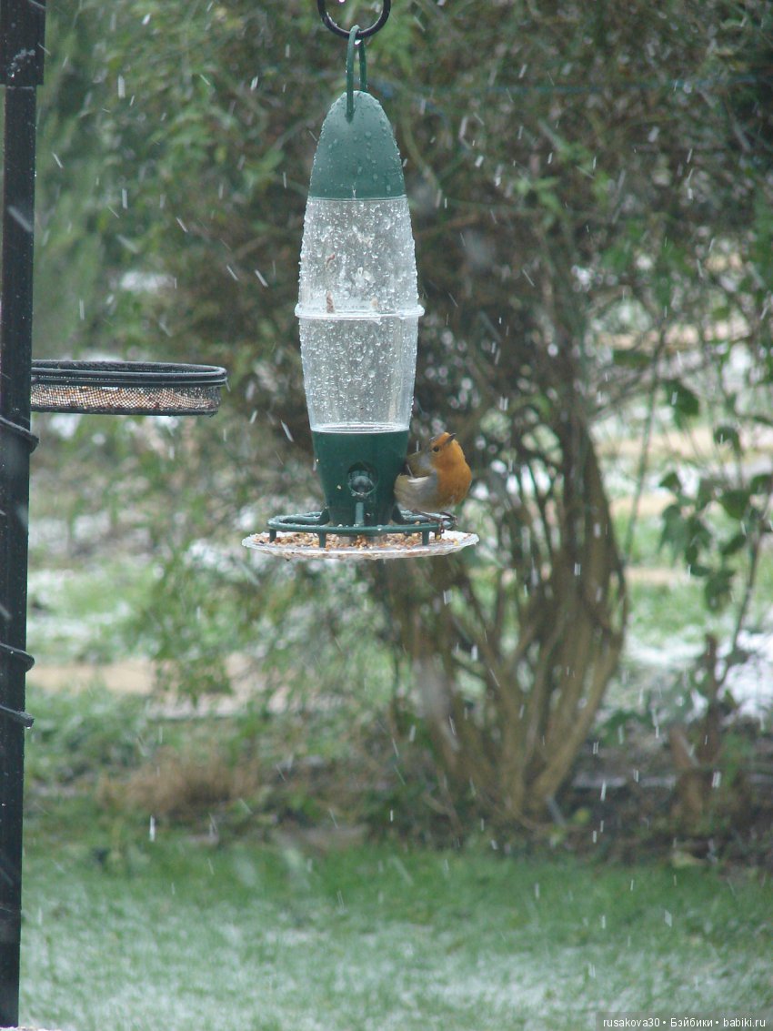 Покормите птиц зимой — Домашние фото авторских игрушек: Тедди