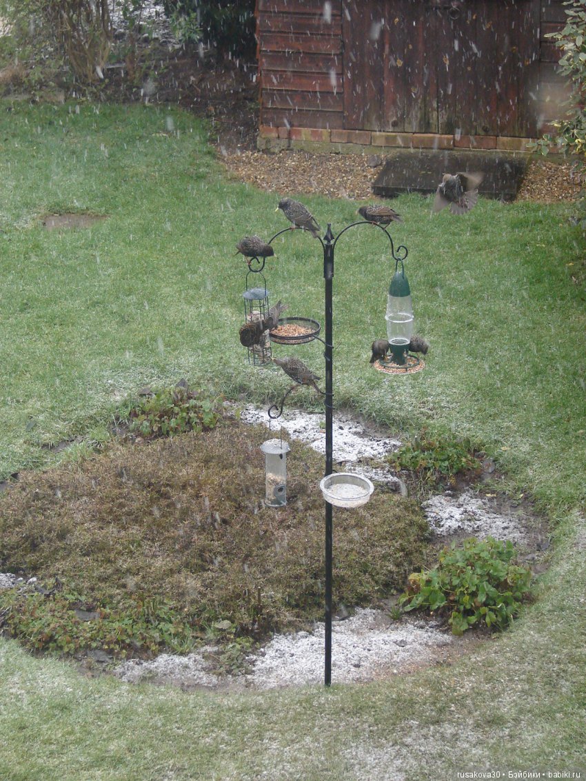 Покормите птиц зимой — Домашние фото авторских игрушек: Тедди