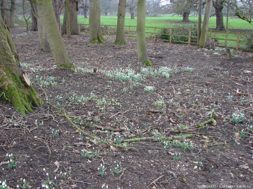Двенадцать месяцев,февраль...подснежники | Бэйбики Двенадцать месяцев,февраль...подснежники