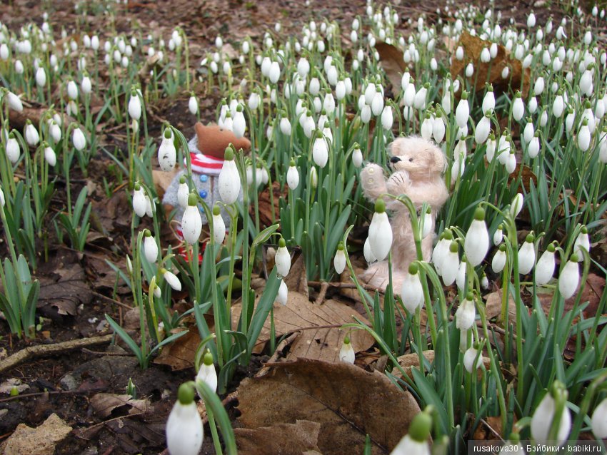 Двенадцать месяцев,февраль...подснежники