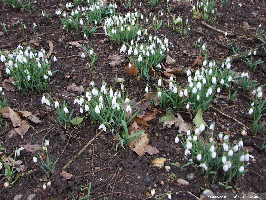Двенадцать месяцев,февраль...подснежники | Бэйбики Двенадцать месяцев,февраль...подснежники