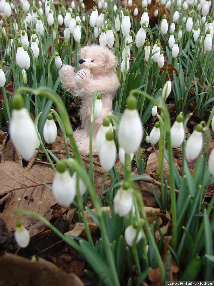 Двенадцать месяцев,февраль...подснежники | Бэйбики Двенадцать месяцев,февраль...подснежники