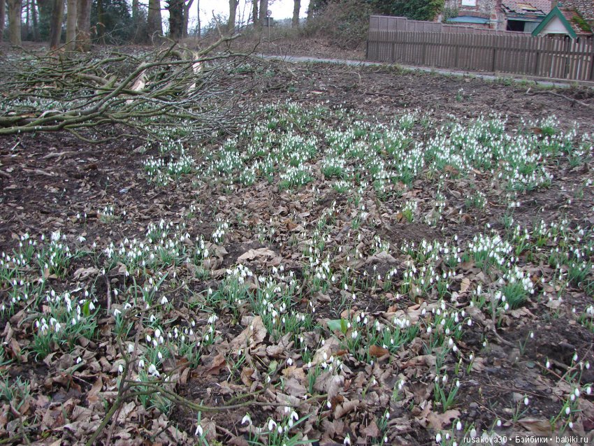 Двенадцать месяцев,февраль...подснежники | Бэйбики Двенадцать месяцев,февраль...подснежники