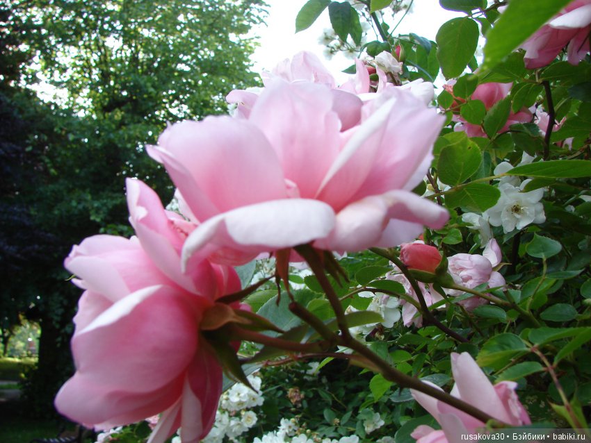 Это было летом летом, это было прошлым летом (фото 9)