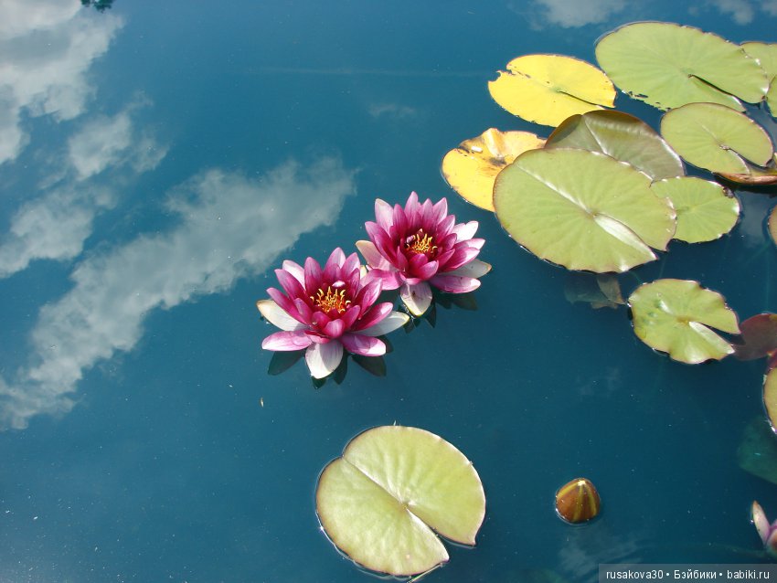 Сад в доме Claydon house (Дом Клейдон)