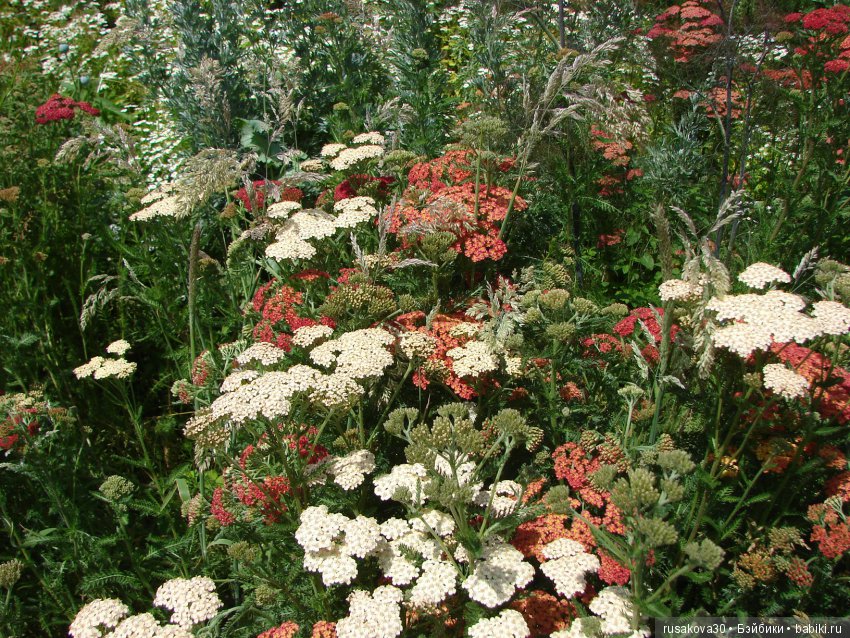 Сад в доме Claydon house (Дом Клейдон)