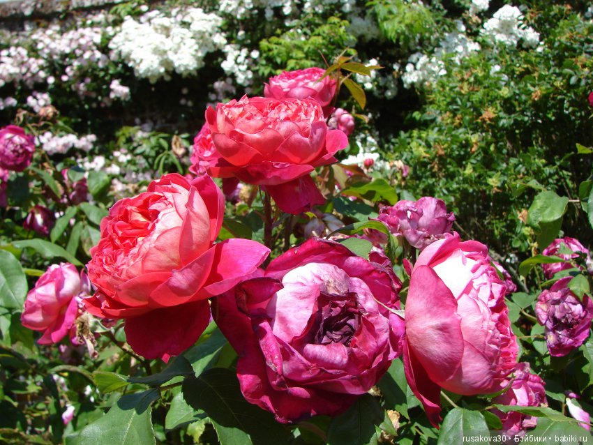 Сад в доме Claydon house (Дом Клейдон) (фото 7)