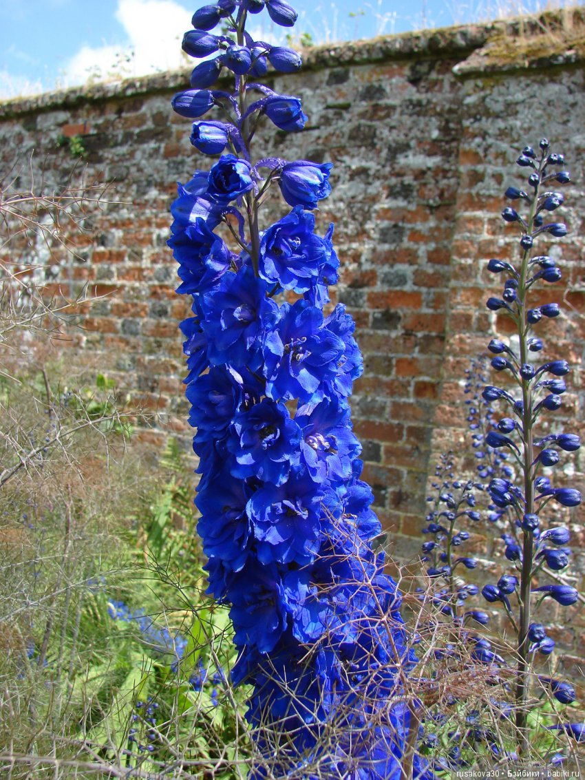 Сад в доме Claydon house (Дом Клейдон)