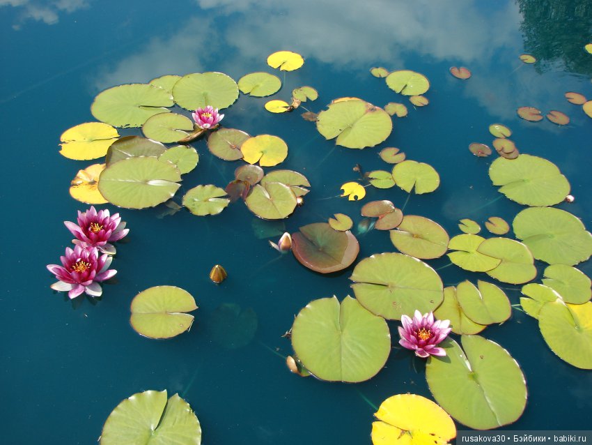 Сад в доме Claydon house (Дом Клейдон)