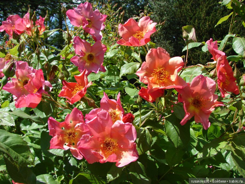 Сад в доме Claydon house (Дом Клейдон)