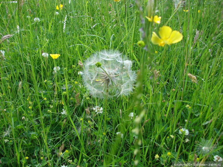 Сад в доме Claydon house (Дом Клейдон)