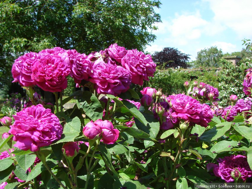 Сад в доме Claydon house (Дом Клейдон) (фото 5)