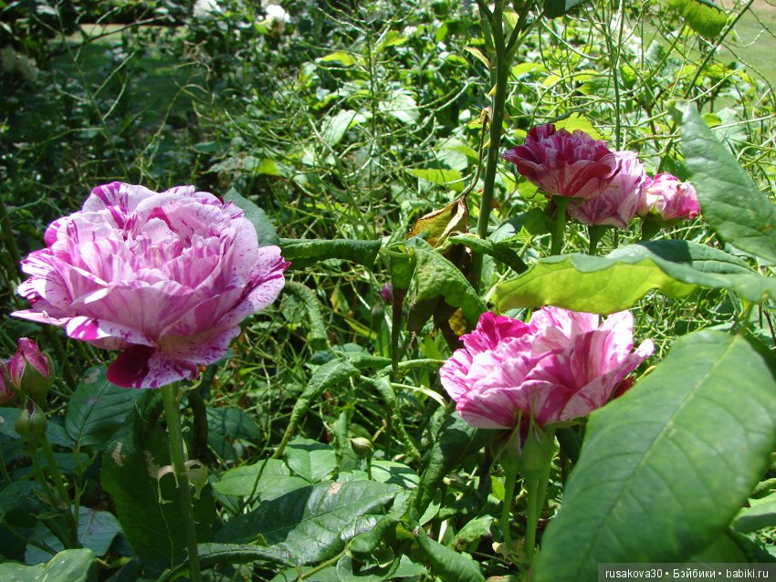 Сад в доме Claydon house (Дом Клейдон) (фото 2)
