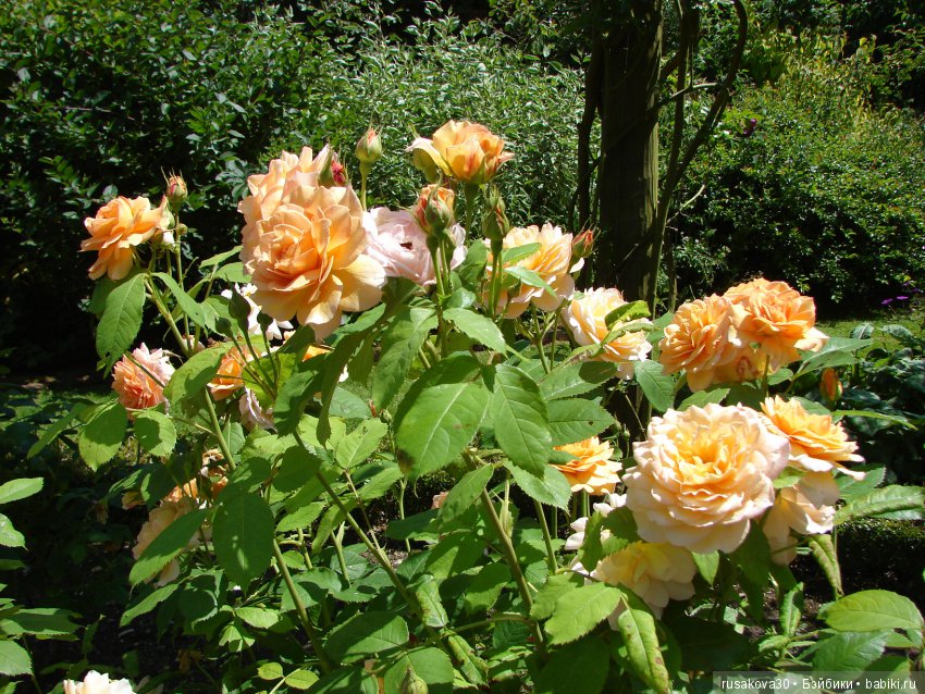 Сад в доме Claydon house (Дом Клейдон)