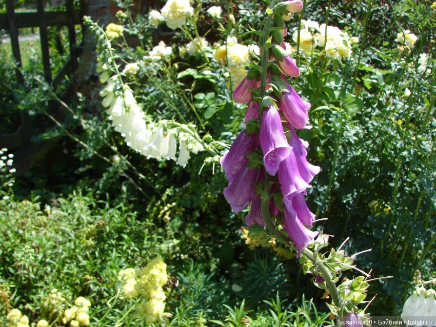 Сад в доме Claydon house (Дом Клейдон) (фото 9)