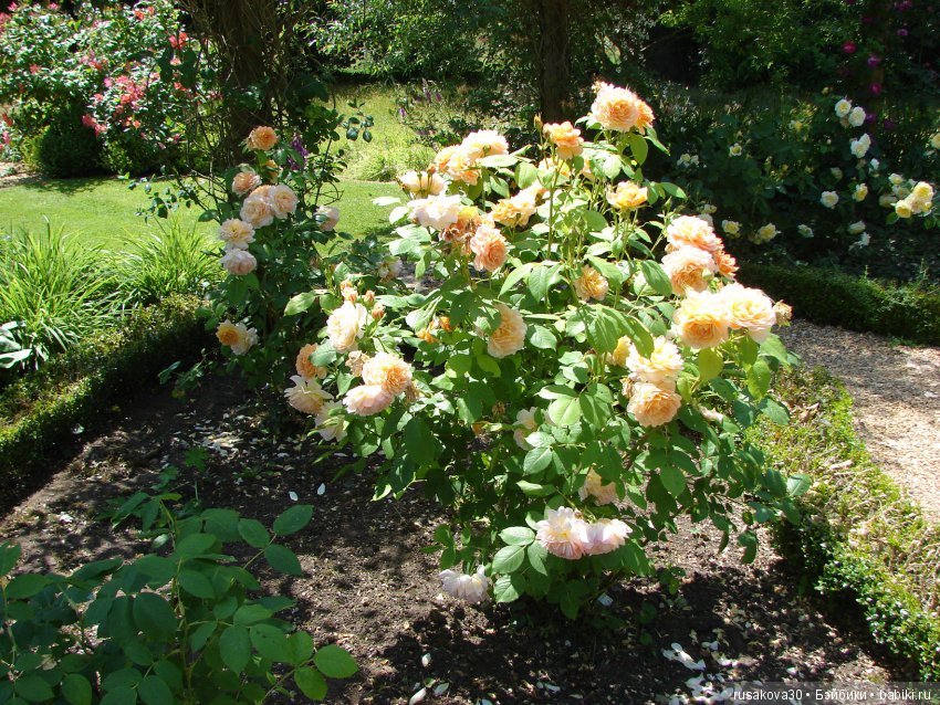 Сад в доме Claydon house (Дом Клейдон)