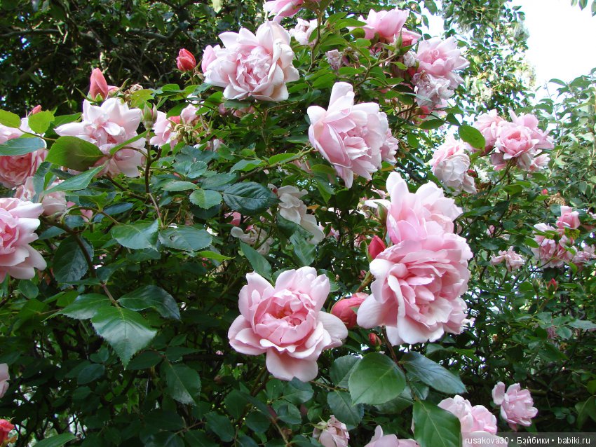 Это было летом летом, это было прошлым летом (фото 7)