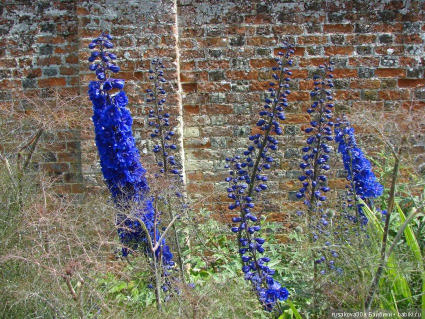 Сад в доме Claydon house (Дом Клейдон)