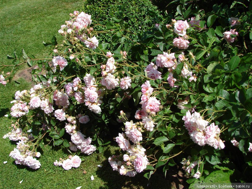 Сад в доме Claydon house (Дом Клейдон) (фото 8)