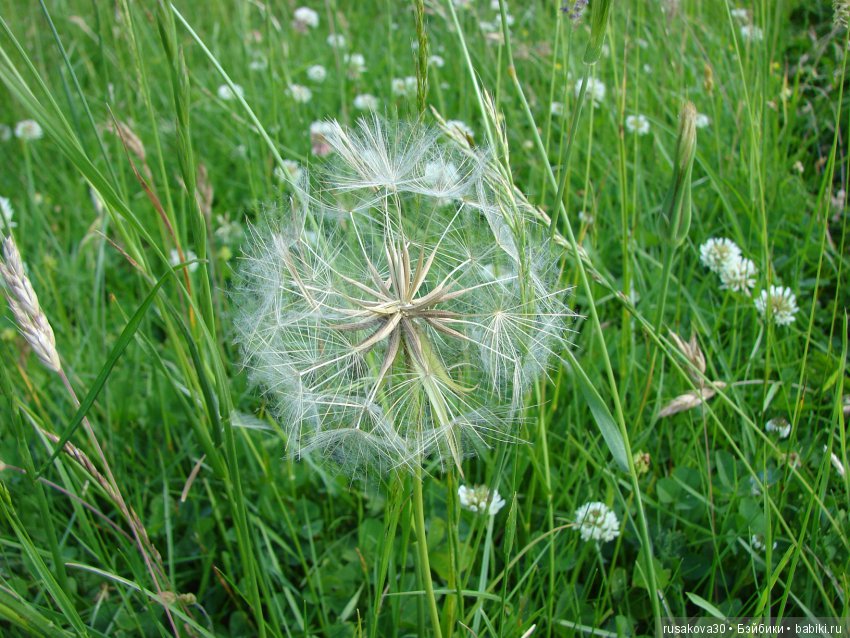 Сад в доме Claydon house (Дом Клейдон)