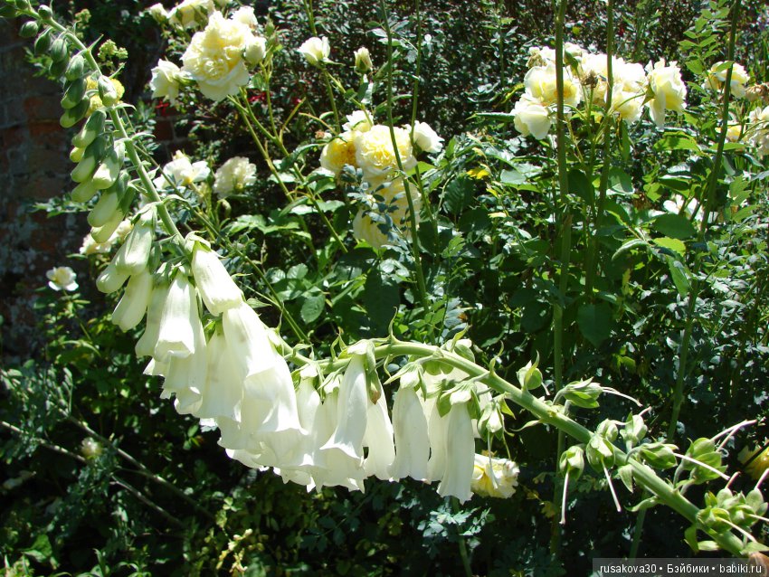 Сад в доме Claydon house (Дом Клейдон) (фото 10)