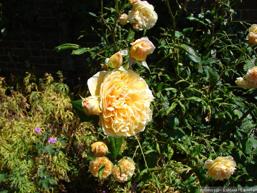 Сад в доме Claydon house (Дом Клейдон) (фото 3)