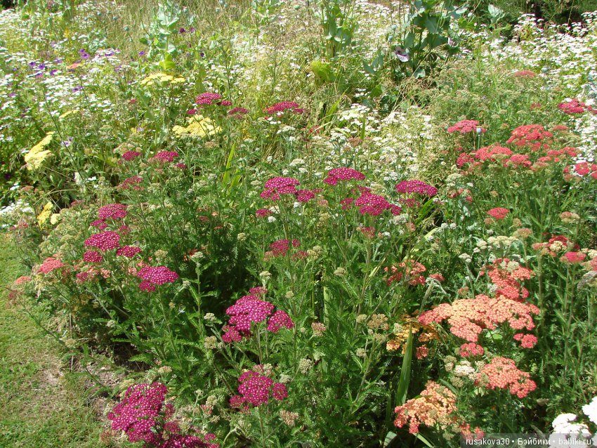 Сад в доме Claydon house (Дом Клейдон)