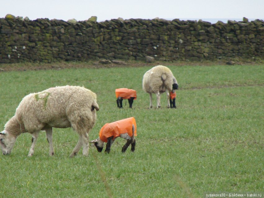 Путешествия Людвига в графстве Дарем