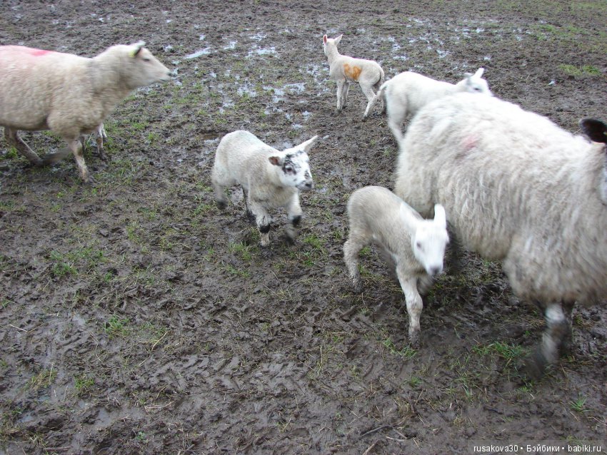 Путешествия Людвига в графстве Дарем