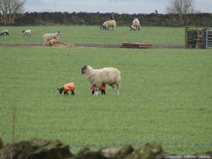 Путешествия Людвига в графстве Дарем