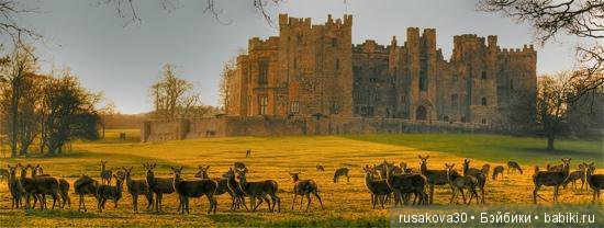 Шикарный замок Рэби (Raby Castle) (фото 10)