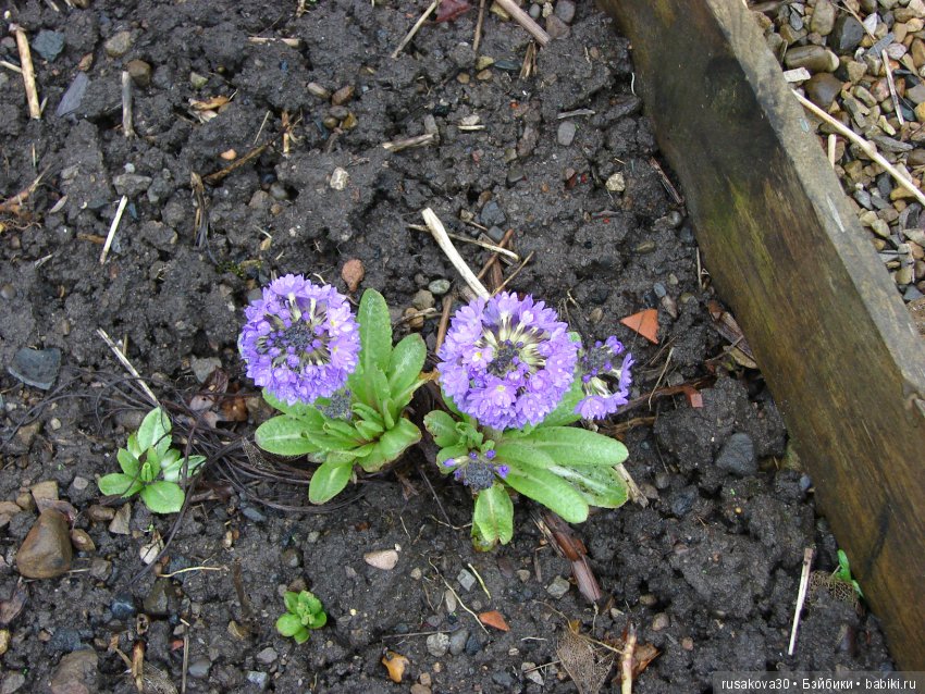 Сад замка Рэби — Туризм и путешествия: фотоотчеты из поездок