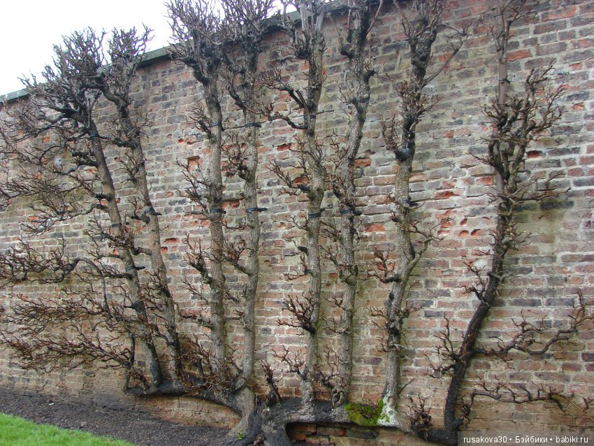 Сад замка Рэби — Туризм и путешествия: фотоотчеты из поездок
