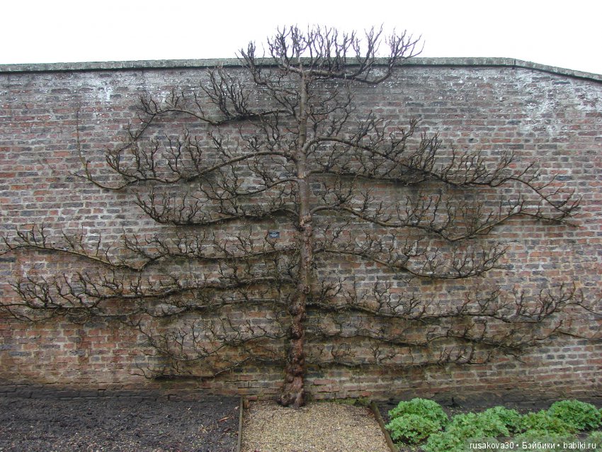 Сад замка Рэби — Туризм и путешествия: фотоотчеты из поездок