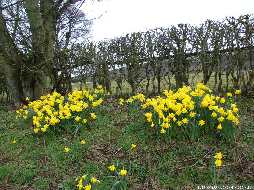 Сад замка Рэби — Туризм и путешествия: фотоотчеты из поездок