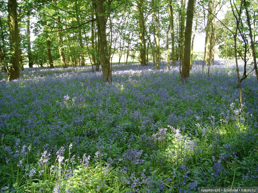 Колокольчики мои, цветики степные