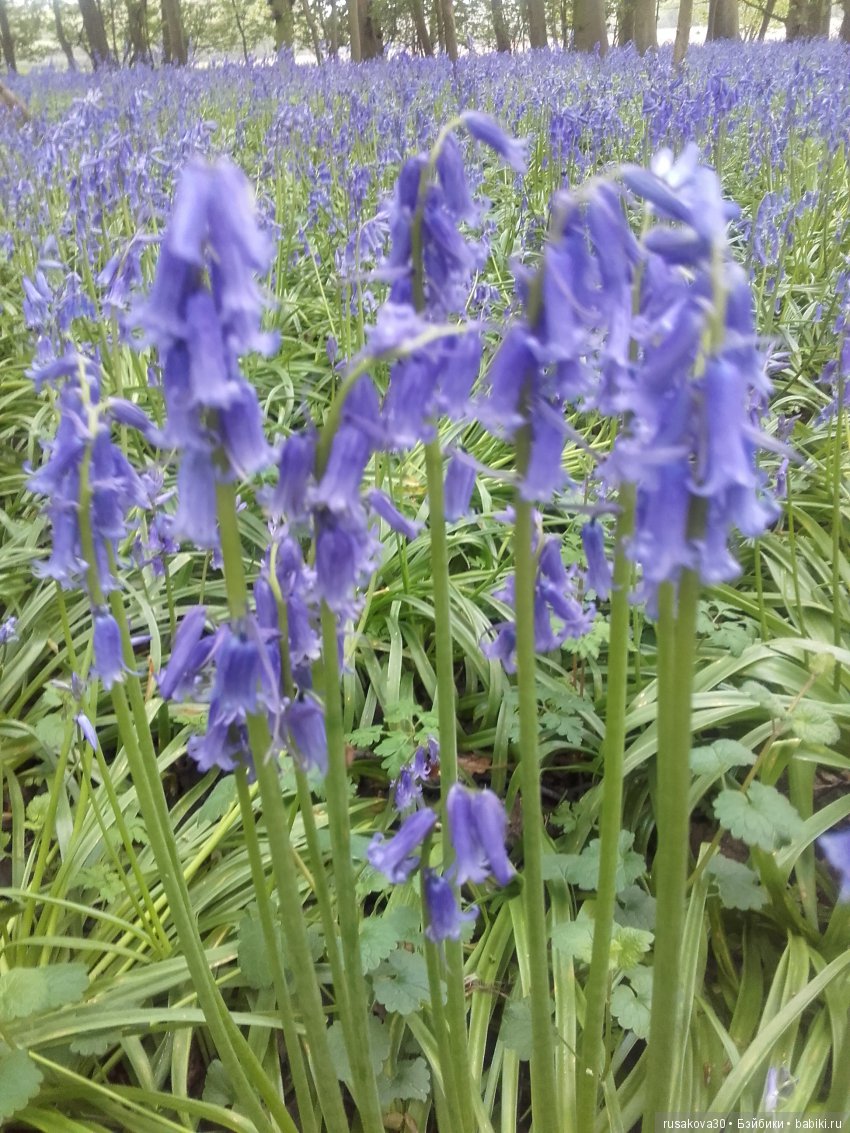 Колокольчики мои, цветики степные (фото 3)