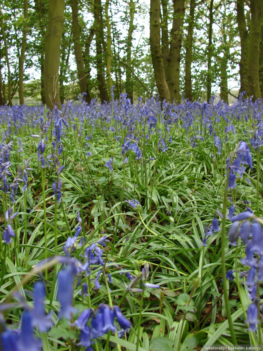 Колокольчики мои, цветики степные