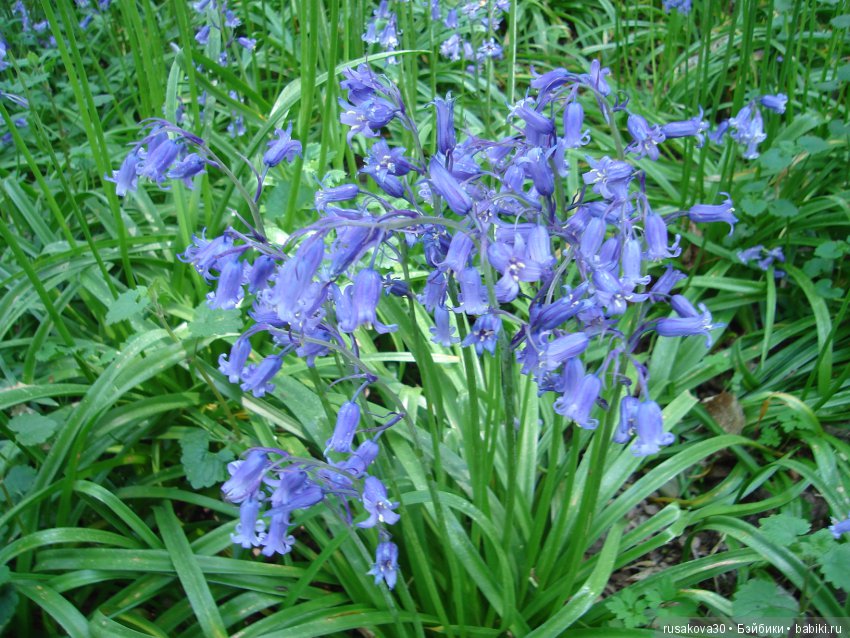 Колокольчики мои, цветики степные