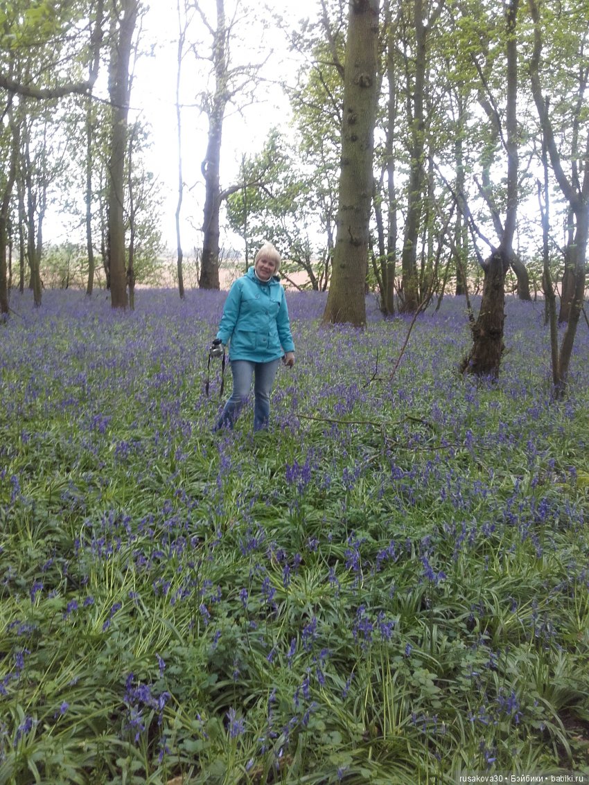 Колокольчики мои, цветики степные