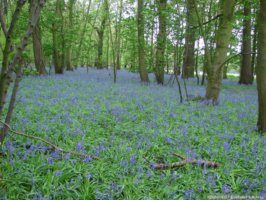 Колокольчики мои, цветики степные (фото 5)