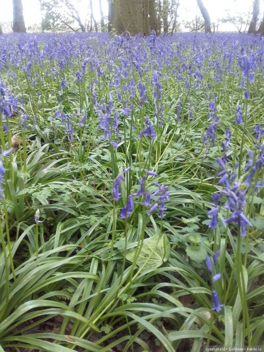 Колокольчики мои, цветики степные