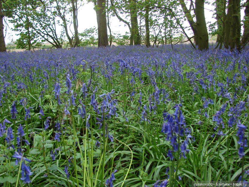 Колокольчики мои, цветики степные