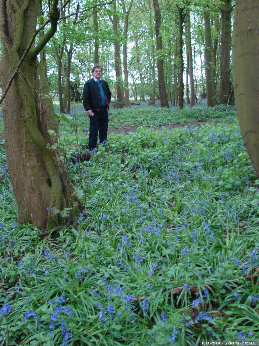 Колокольчики мои, цветики степные